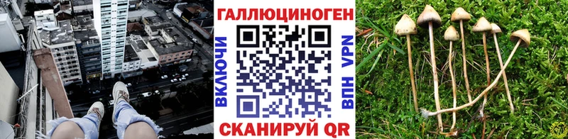 Псилоцибиновые грибы Cubensis  Муравленко 